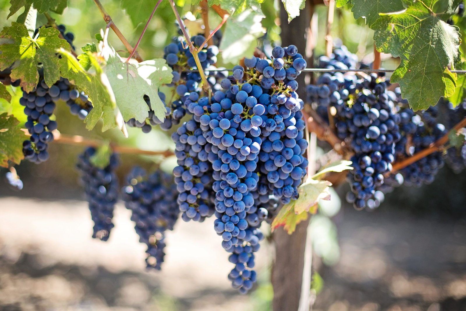 Purple grapes representing resveratrol and plant polyphenols
